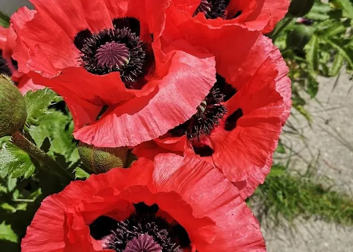 Chesa Marias By Interhome * Sils Maria